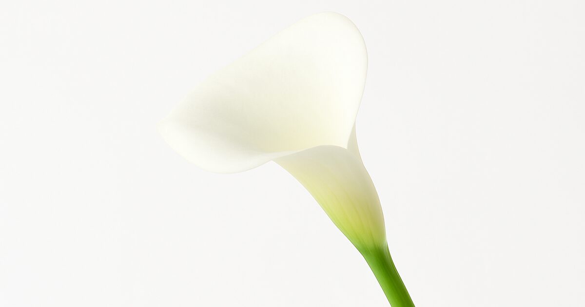 法の勉強が教えてくれた生き方のヒント｜暮らしと制度をつなぐ私なりの歩み